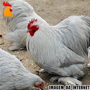 Ovos Mini Cochin Lavanda - Dúzia