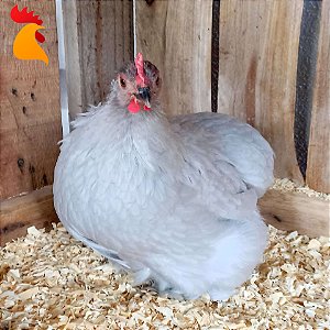 Ovos Mini Cochin Lavanda - Dúzia