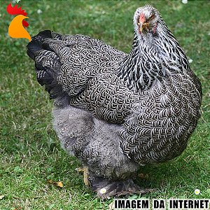 Ovos Brahma Dark - Meia Dúzia