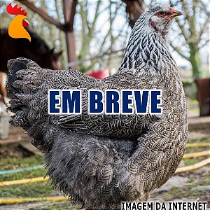 Ovos Brahma Dark - Meia Dúzia