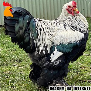 Ovos Brahma Dark - Dúzia