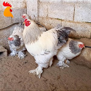 Brahma Light Azul - Ovos Galados (dúzia)