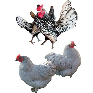 Kit Variedades de Pequeno Porte - Ovos Galados