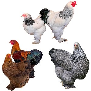 Kit Brahma Cores Mistas - Ovos Galados