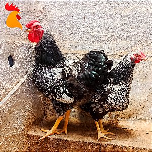 Ovos Wyandotte Prata Laceado - Dúzia