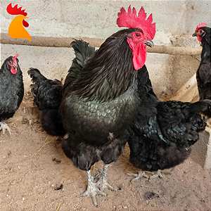 Ovo Gigante Negro de Jersey - Unidade