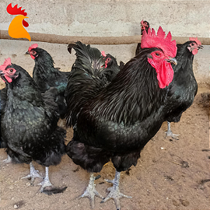 Ovos Gigante Negro de Jersey - Dúzia