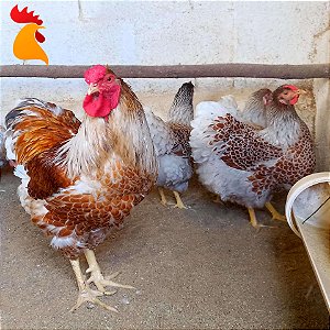 Ovo Wyandotte Dourado Laceado Splash e Azul - Unidade