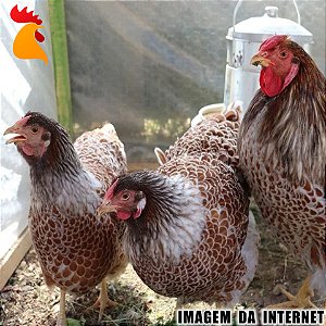 Ovos Wyandotte Dourado Laceado Splash e Azul - Meia Dúzia