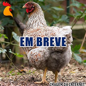 Ovos Wyandotte Dourado Laceado Splash e Azul - Meia Dúzia