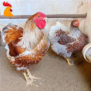 Ovos Wyandotte Dourado Laceado Splash e Azul - Dúzia