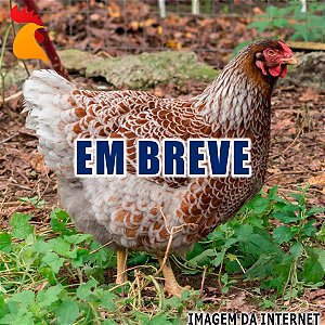 Ovos Wyandotte Dourado Laceado Splash e Azul - Dúzia