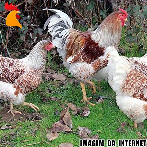 Ovos Wyandotte Dourado Laceado Splash e Azul - Dúzia