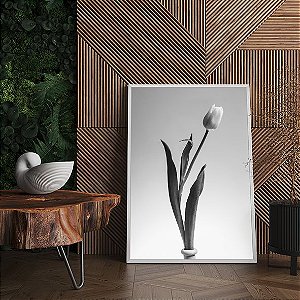 Tulipa Branca