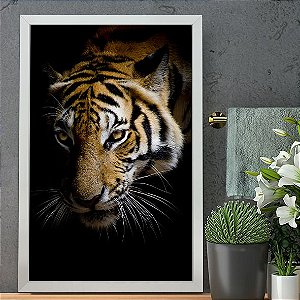 Tigre Penunbro