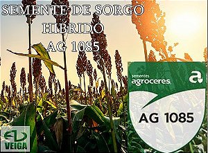 SEMENTE DE SORGO AG1085