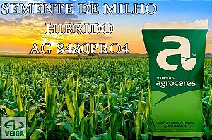 SEMENTE DE MILHO HIBRIDO AG8480PRO4