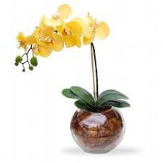Orquídea Yellow em Vidro