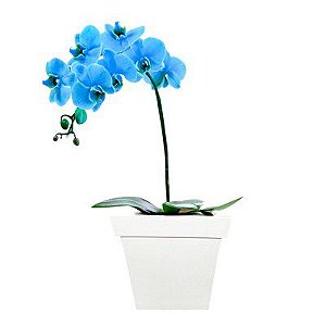 Orquídea Blue