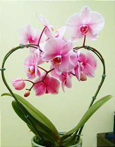 Orquidea Coração
