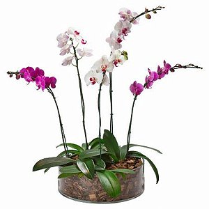 Quinteto de Orquídeas