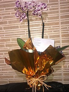 Orquídea Phalænopsis