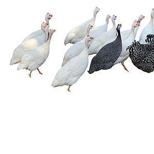 Ovos Galados Angola - Pague 6 Leve 7 ovos