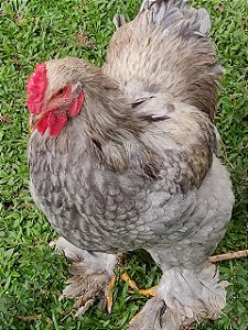 Ovos Galados Brahma - Pague 6 Leve 7 ovos