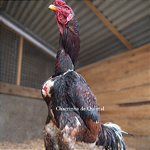 Ovos Galados Indio Gigante - Premium - Pague 6 Leve 7 ovos