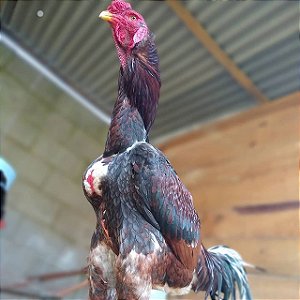 Ovos Galados Indio Gigante - Premium - Pague 6 Leve 7 ovos