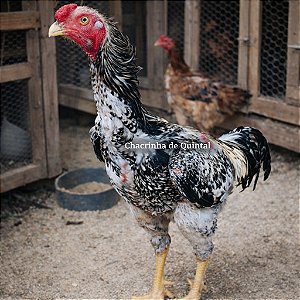 Ovos Galados Indio Gigante - Pague 6 Leve 7 ovos