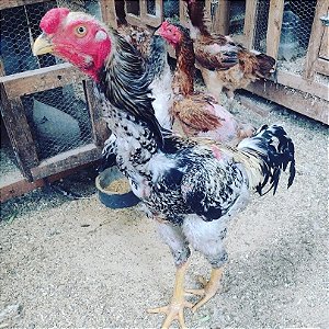 Ovos Galados Indio Gigante - Pague 6 Leve 7 ovos