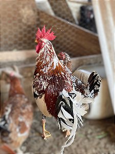 Ovos Galados Musico - Pague 6 Leve 7 ovos