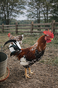 Ovos Galados Musico - Pague 6 Leve 7 ovos