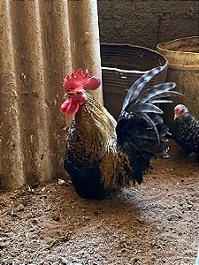 Ovos Galados Nagasaki - Pague 6 Leve 7 ovos