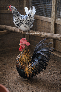 Ovos Galados Nagasaki - Pague 6 Leve 7 ovos