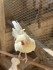 Ovos Galados Polones - Pague 6 Leve 7 ovos