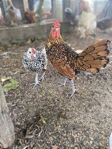 Ovos Galados Sebrigth - Pague 6 Leve 7 ovos