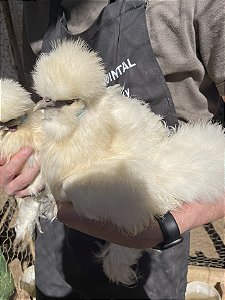 Ovos Galados Sedosa - Galinha Pet - Pague 6 Leve 7 ovos