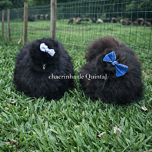 Ovos Galados Sedosa - Galinha Pet - Pague 6 Leve 7 ovos