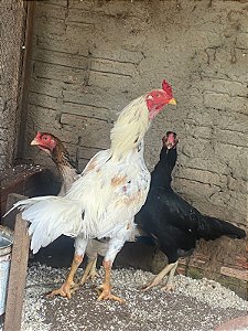 Ovos Galados Tailandes - Pague 6 Leve 7 ovos