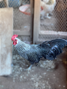 Ovos Galados Campine - Pague 12 Leve 14