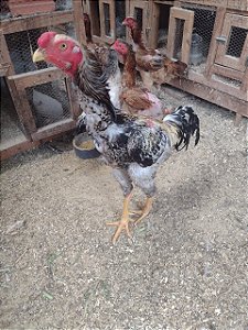 Ovos Galados Indio Gigante - Pague 12 Leve 14