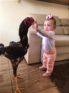 Ovos Galados Indio Gigante - Premium - Pague 12 Leve 14