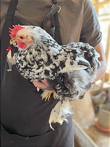 Ovos Galados Mini Cochin - Pague 12 Leve 14