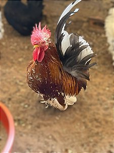 Ovos Galados Nagasaki - Pague 12 Leve 14