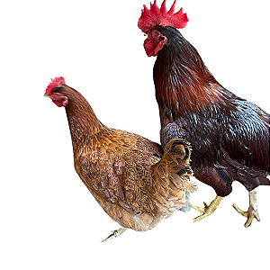 Ovos Galados Rhod - Pague 12 Leve 14