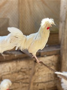 Ovos Galados Polones - Pague 12 Leve 14