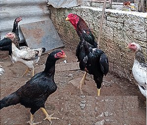 Ovos Galados Shamo - Pague 12 Leve 14