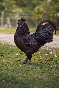 Ovos Galados Ayam Cemani - Pague 6 Leve 7 ovos
